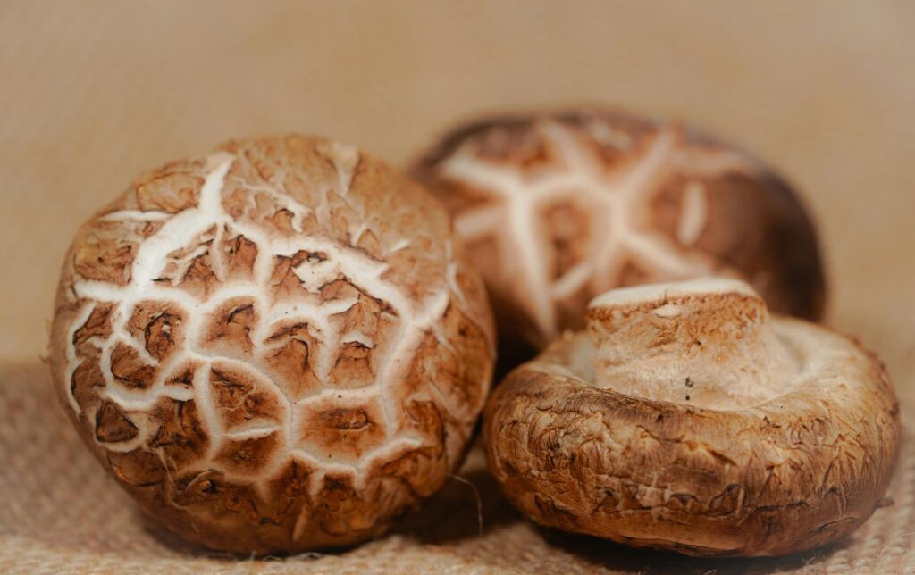 cure de shiitake pour retrouver tonus et renforcer immunité